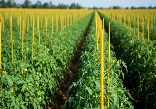 varetas para escora e tutoramento tomate varetas para escora e tutoramento tomate